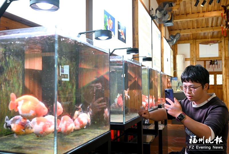 春节临近 闽侯金鱼热卖