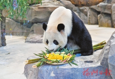 首次在榕过年 5只大熊猫畅享闽味大餐 首次在榕过年 5只大熊猫畅享闽味大餐