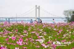 南京东部战区总医院黄牛号贩子票贩子代网上预约代挂号电话福州乌龙江公园