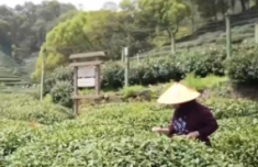 
广东省第二人民医院黄牛号贩子票贩子代网上预约代挂号电话赏花品茶探古韵