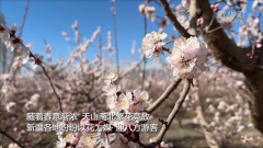 北京各大医院黄牛挂号电话新疆以花为媒 绘旅游新图景
