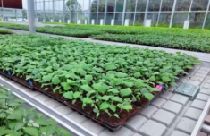 
广州中医药大学第一附属医院黄牛号贩子票贩子代网上预约代挂号电话智能化育秧、无人机施肥、机器播种 “智慧春耕”正