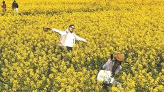北大第一医院黄牛号贩子票贩子代网上预约代挂号电话轮作种植从“一季花开