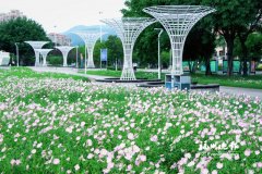天津医科大学总医院钟跃岳树源刘辉黄牛挂号电话东江滨公园月见草迎来盛花