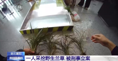中日友好医院李丽娟张永明陈静瑜黄牛挂号电话见到它别乱挖!两株以上即构