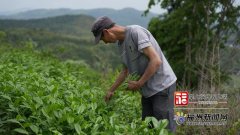 清华长庚医院黄牛号贩子票贩子代网上预约代挂号电话闽清:高山茶飘香 村民