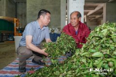 
304医院黄牛号贩子票贩子代网上预约代挂号电话闽清翁山头村茶场“机械化+错