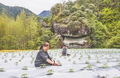 304医院黄牛号贩子票贩子代网上预约代挂号电话政和高山蔬菜迎产销旺季