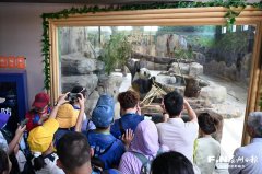北京积水潭医院蒋继乐杨胜松宋关阳张晋黄牛挂号电话福州熊猫世界温情迎客