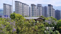 上海各大医院黄牛挂号电话闽清梅溪新城蓝花楹绽放
