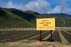 北大口腔医院黄牛号贩子票贩子代网上预约代挂号电话带动销售破6亿!巴奴