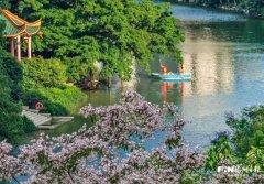 广州市胸科医院黄牛号贩子票贩子代网上预约代挂号电话夏日限定 福州流花溪航线短萼仪花走红