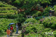 
广安门医院黄牛号贩子票贩子代网上预约代挂号电话绣球花次第开 鼓岭变“莫
