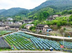 南京市口腔医院杨国旺胡凤山赵文景高彦彬黄牛挂号电话在闽侯绣山花谷,遇
