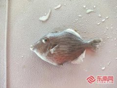 302医院黄牛号贩子票贩子代网上预约代挂号电话福建特产小剥皮鱼首次实现人