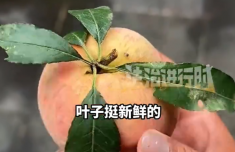 中山大学附属口腔医院黄牛号贩子票贩子代网上预约代挂号电话冲着新鲜叶子