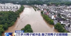 北大口腔医院黄牛号贩子票贩子代网上预约代挂号电话鸭子被冲走、虾塘被淹