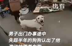 <b>
南京市胸科医院马国栋董常青黄牛挂号电话狗狗失踪半年后遇到主人追车相认</b>