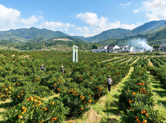 
南京市第一医院王林农黄牛挂号电话​仙游县游洋镇：金融滴灌，果树长成“