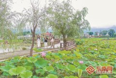 
广州医院黄牛号贩子票贩子代网上预约代挂号电话三明市建宁县均口镇：荷花绽放迎客来