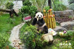 309医院黄牛号贩子票贩子代网上预约代挂号电话大梦山迎来“国宝生日季” 中