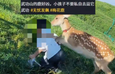 广州市第一人民医院黄牛号贩子票贩子代网上预约代挂号电话武功山网红鹿扑