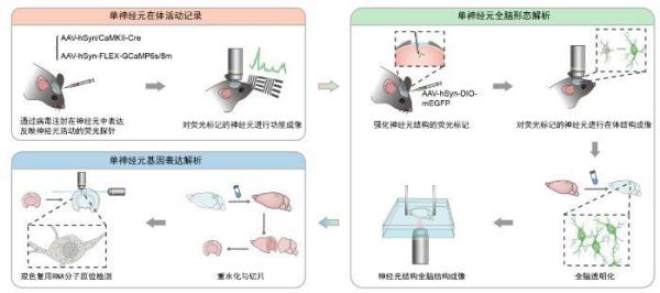 南方医科大学南方医院刘思德张亚厉候金林周元平刘滢冯传波吕英黄牛挂号电话首次、首批、全球最大!本周,我国多领域创新成果亮眼