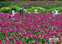 重庆各大医院黄牛挂号电话福州花海公园4000平方米姜荷花盛放