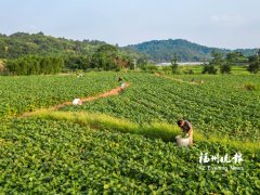 清华长庚医院黄牛号贩子票贩子代网上预约代挂号电话连江“夏天第一豆”远